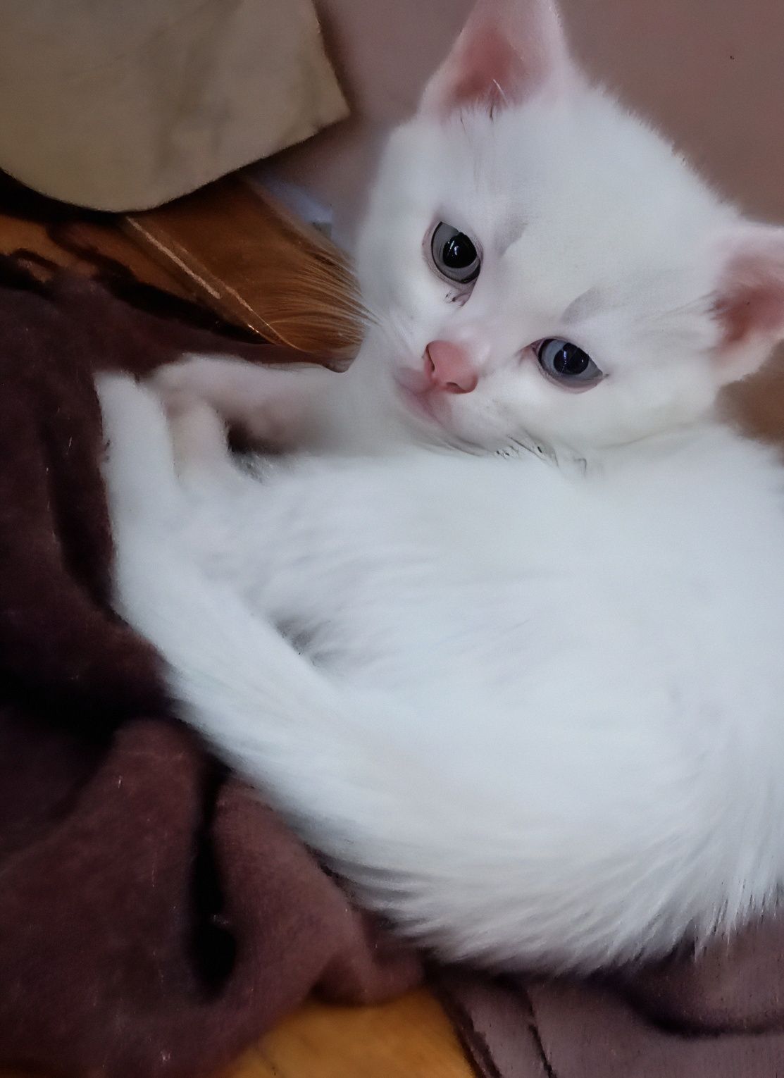 Котик шукає дім.