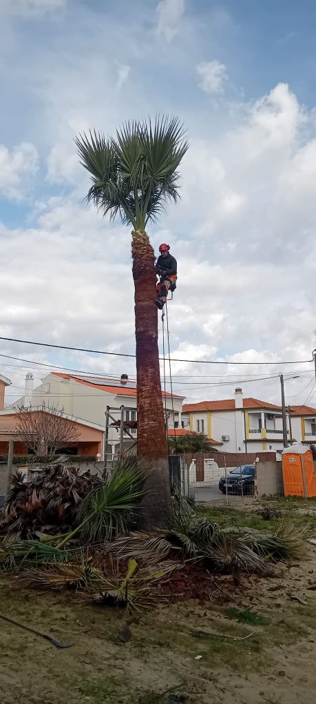 Corte e abate de árvores de elevado grau de perigosidade.