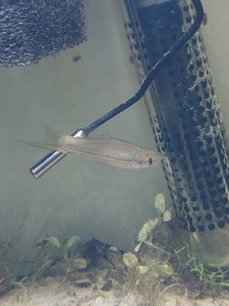 Mieczyki hellera Xiphophorus hellerii WYSYŁKA!