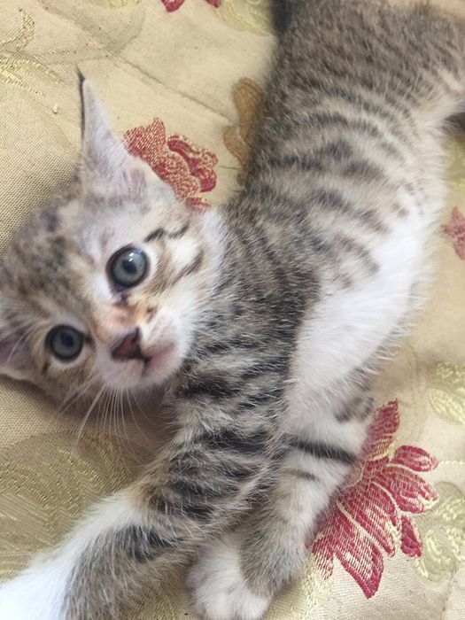 Котята скотишь двор)