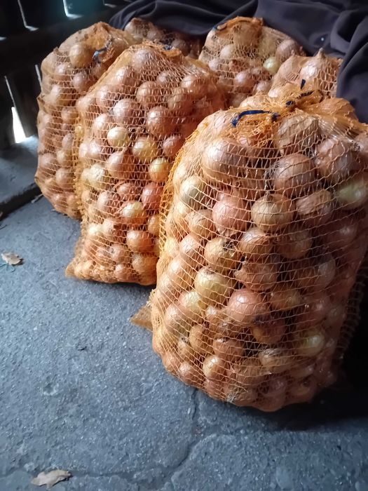 Cebula worek 15 kg
