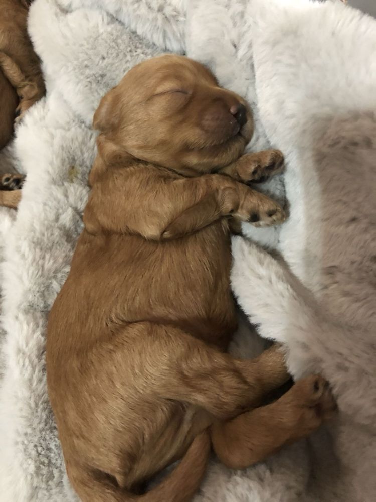 Suczka Cocker Spaniel Angielski do rezerwacji