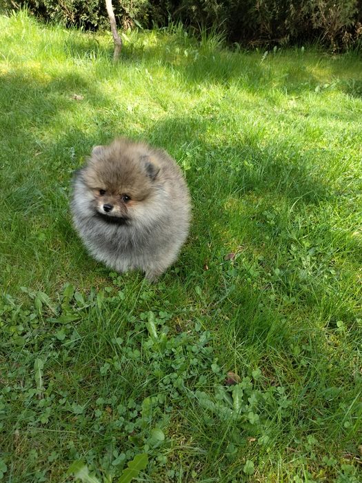Szpic miniaturowy pomeranian rudy piesek