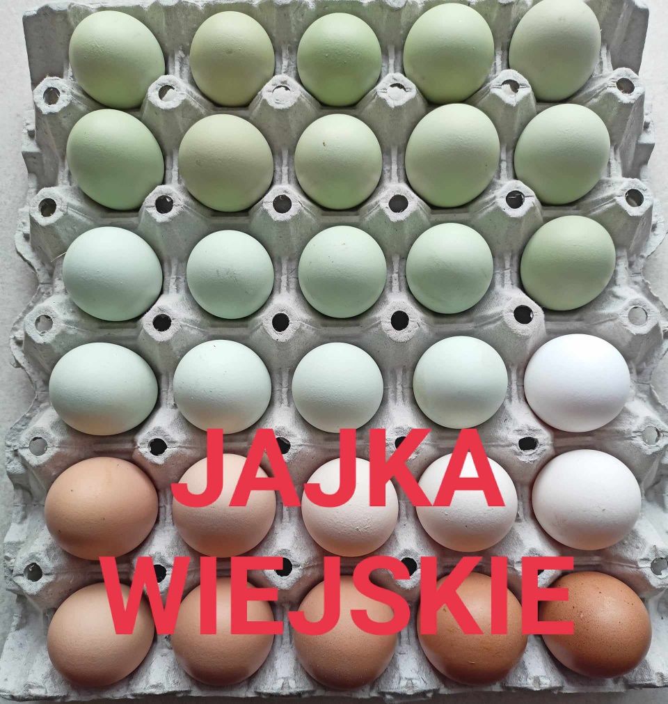 Świeże jaja wiejskie