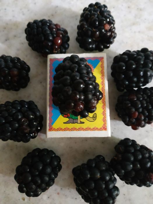 Ежевика  без шипов.