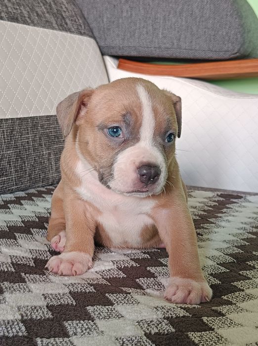 American bully pocket suczka