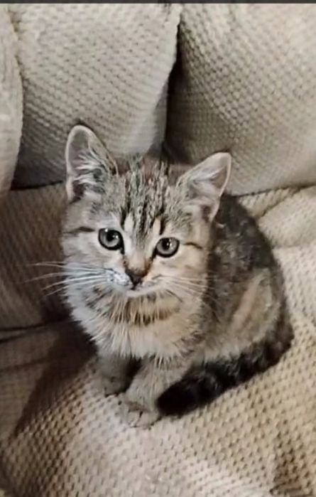 Шотландская Мини кошечка 3,5 мес. Мама шоколадное золото