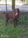 Flat coated retriever