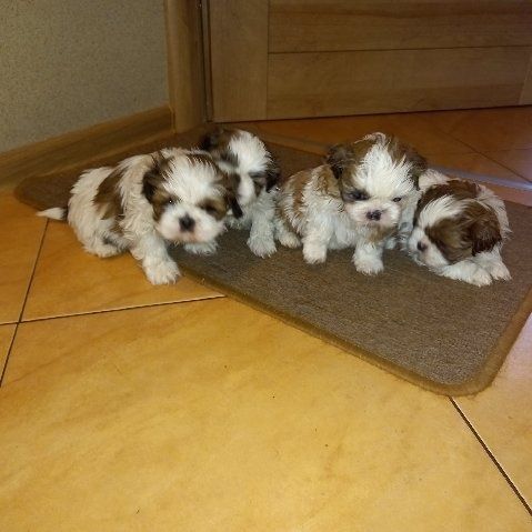 Szczeniak shih tzu