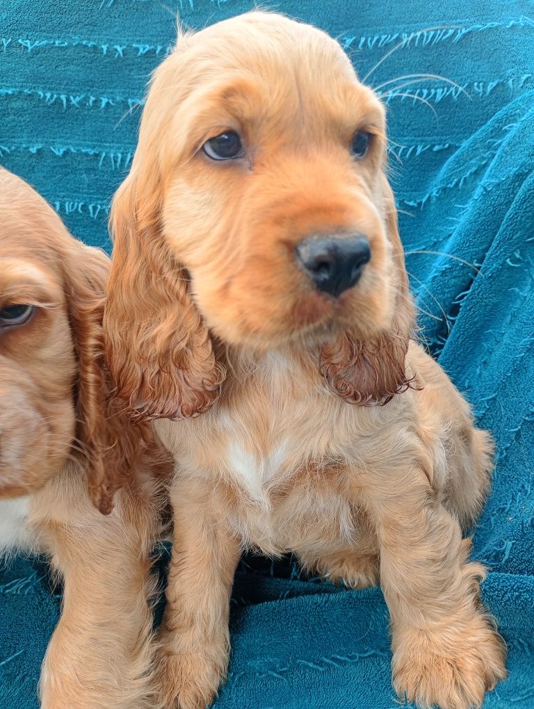 Cocker spaniel angielski