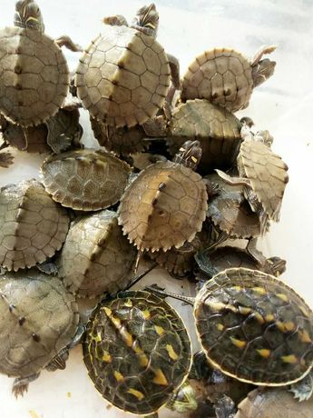 Черепахи рiзноманiтнi для дiтей та дорослих