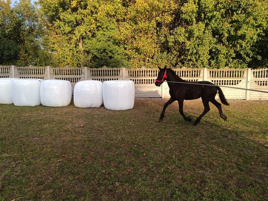 Fryzyjska,fryz,, klacz KFPS. Możliwość transportu