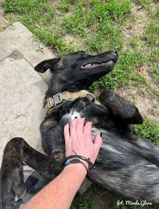 Inteligentny i aktywny Asgard w typie owczarka holenderskiego - 301/25