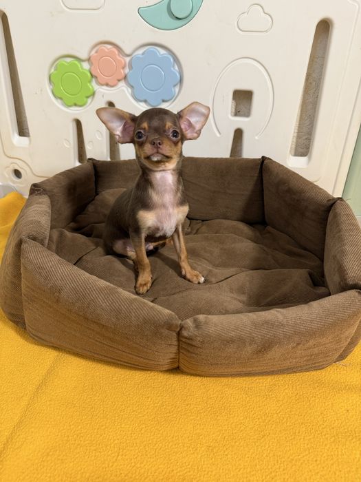 Шоколадно-підпалий хлопчик