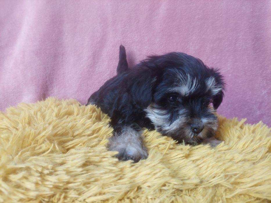 Piesek Sznaucer Miniaturowy czarno-srebrny