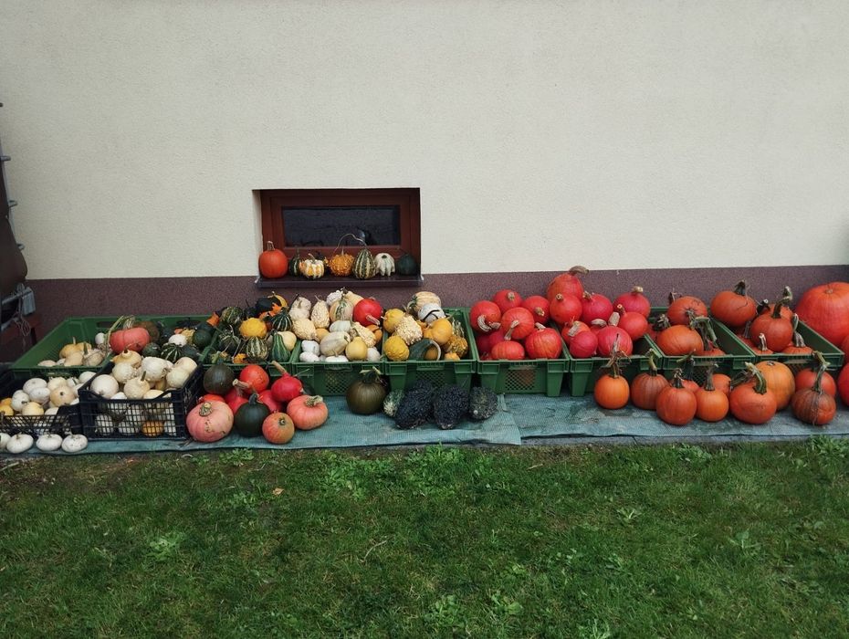 Tanio Dynia ozdobna Ryczów