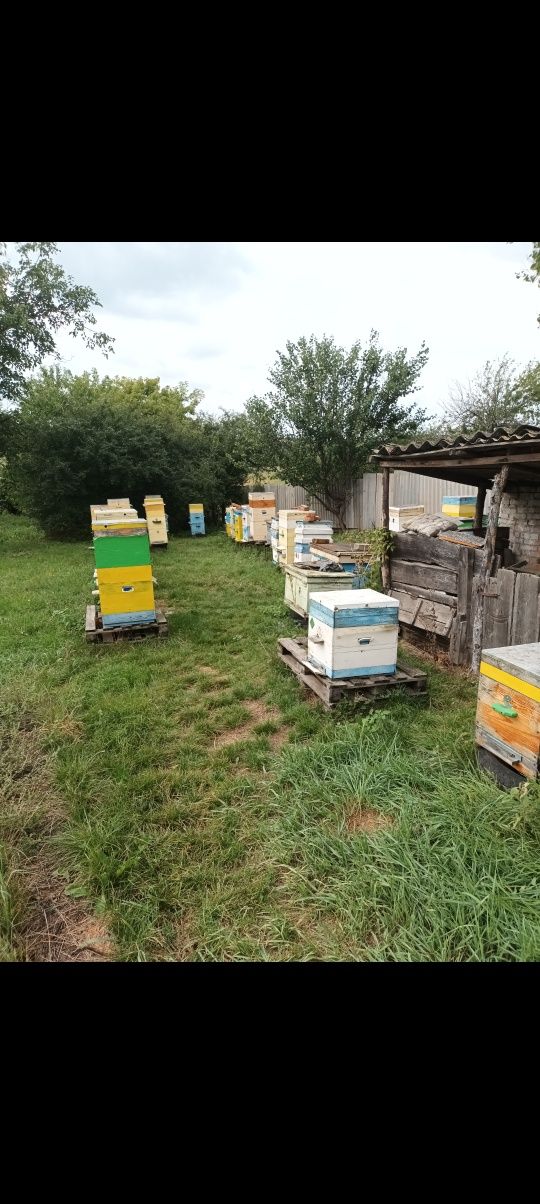 Продам бджоли, бджолосім'ї