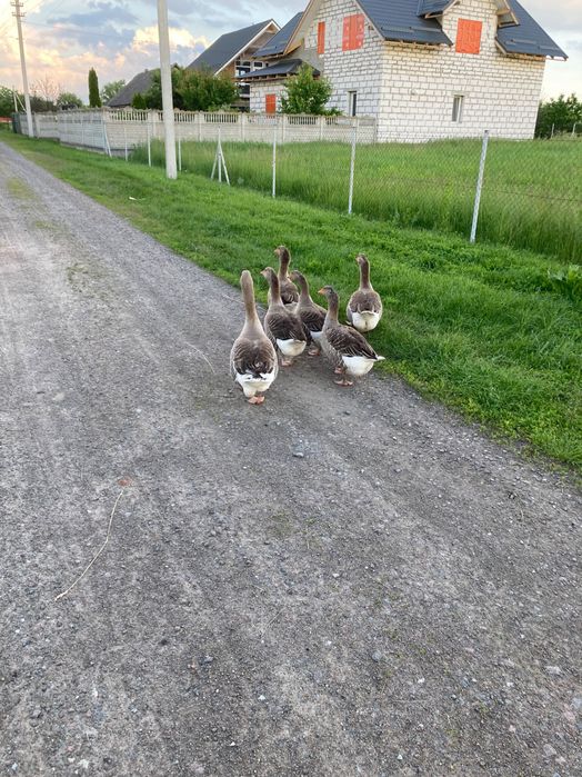 Гуска та гусак сімʼя на племʼя порода українська велика сіра