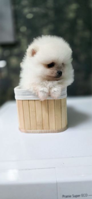 XXS maleńki pomeranian szpic miniaturowy KOMPLET SZCZEPIEŃ szkolenie