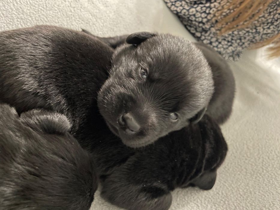 Szczeniak Labradora czarny