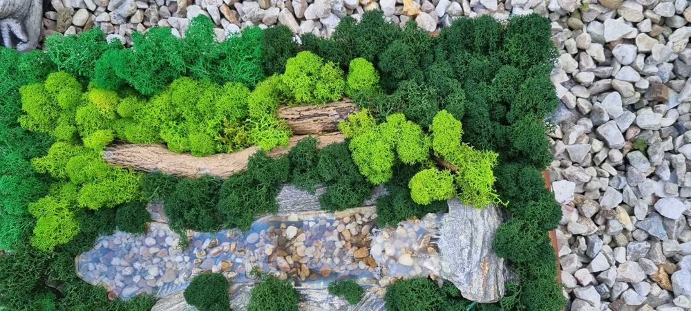 Obraz żywy . Mech chrobotek.  47 x36 w drewnianej ramie