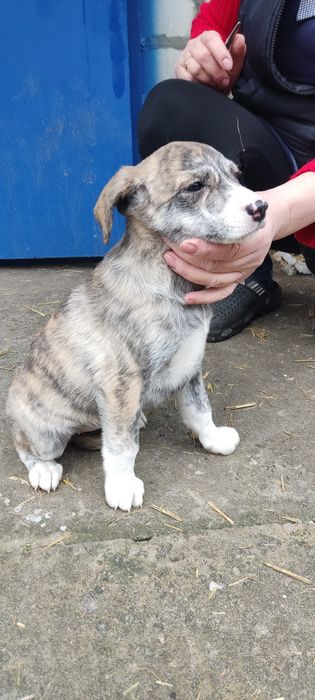 Щенки добрым людям