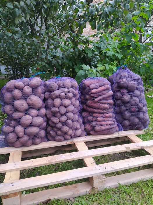 Продам картоплю, моркву, буряк