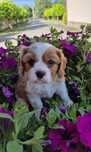 Cavalier King Charles Spaniel SUNIA