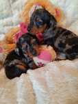 **CANDY**jamnik mała miniatura sunia black merle do rezerwacji