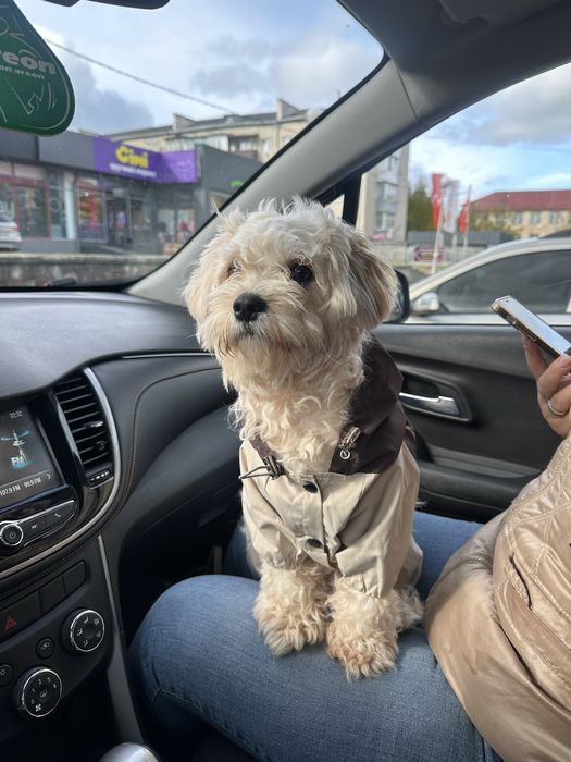 Хлопчик мальтіпу шукає дівчинку на злучку