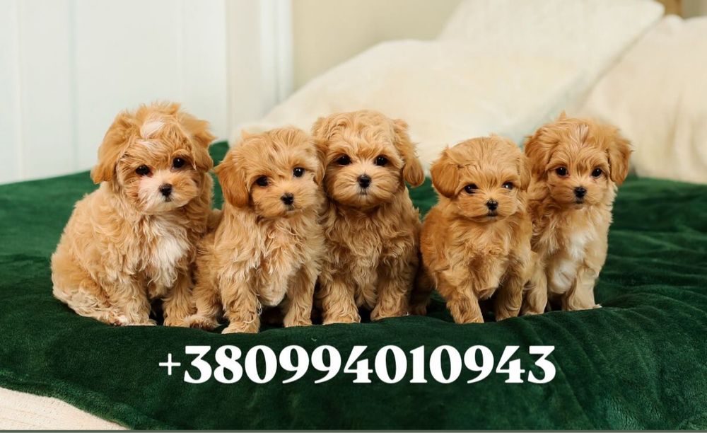 Шик і ексклюзив-цуценята VIP mini мальтіпу. Мальтіпу. Міні мальтіпу ф1