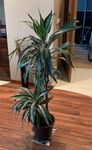 Dracena WONNA - duża