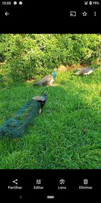 troco pavão macho azul jovem por pata mandarim ou por perua preta