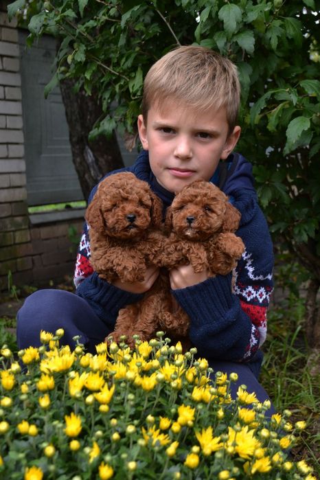 Той пудель Ред браун хлопчик і дівчинка,