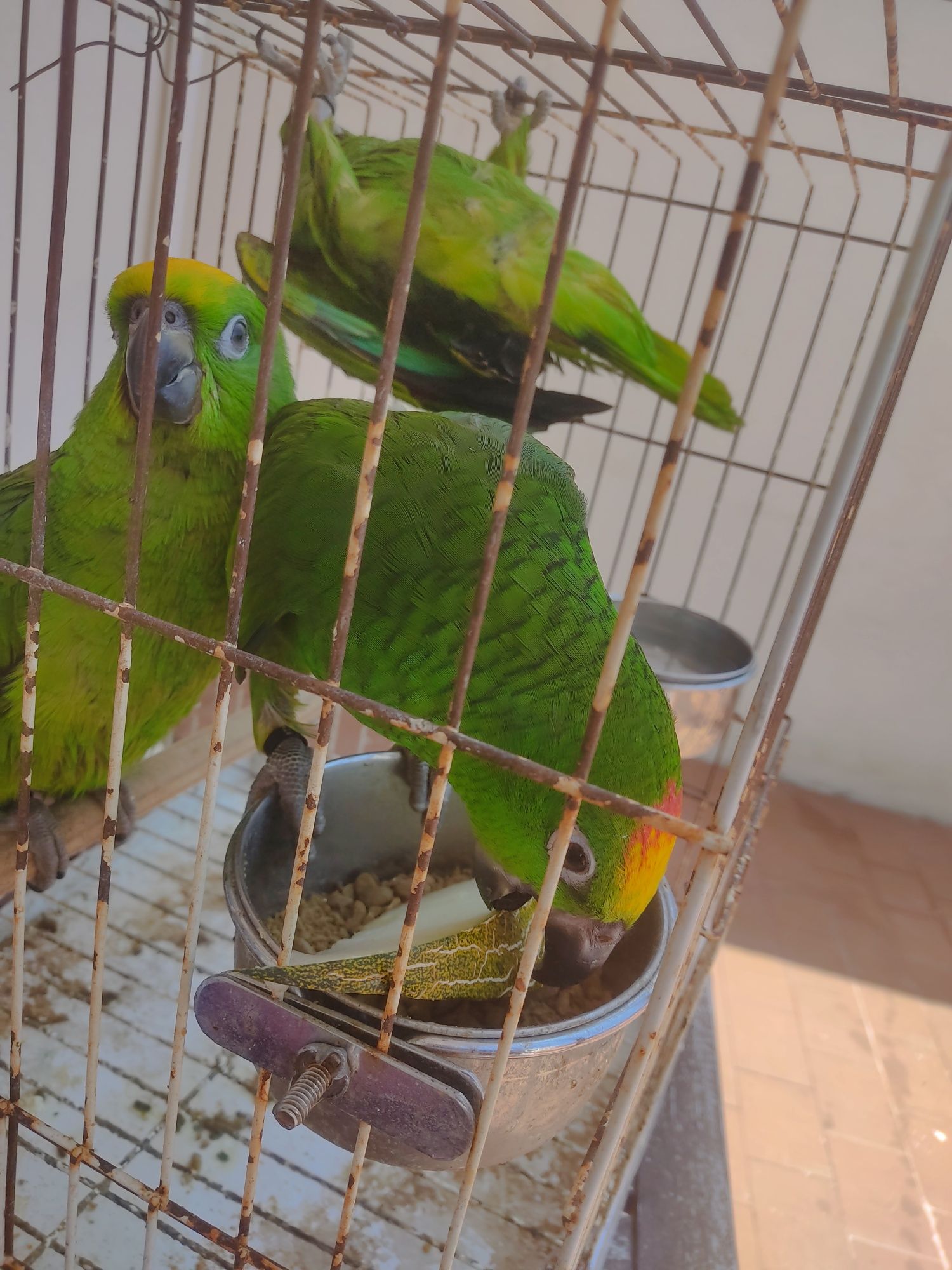 Amazona ochrocephala