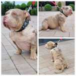 American bully lilacc tricolor merle mocnej kosci