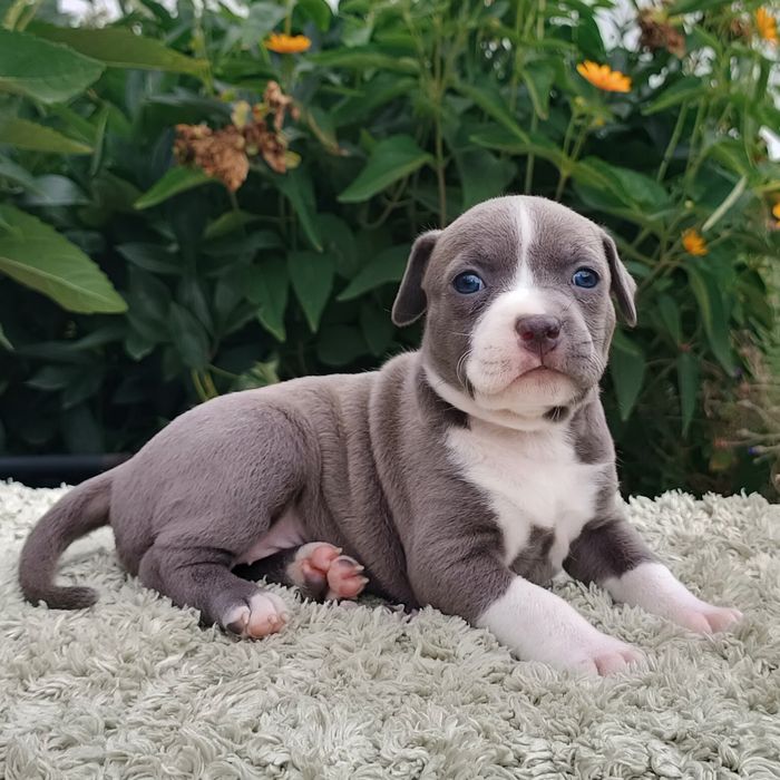 Нова Луна дівчинка просто ніжна перлинка ,розплідник КСУ