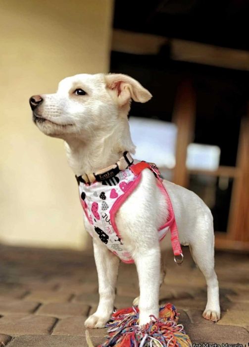 LOLA - 3 miesięczna sunia szuka super domu