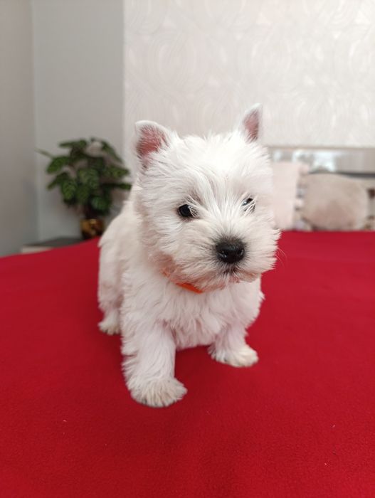 West Highland White Terier suczka z rodowodem