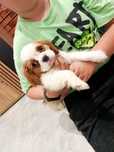 Cavalier King Charles Spaniel blenheim  piesek