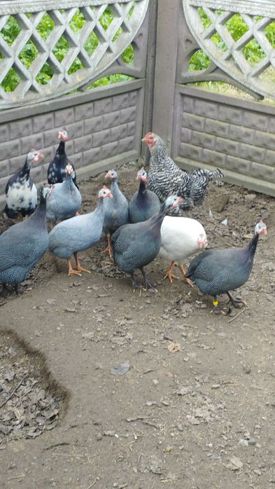 Młode perliki zmienią dom