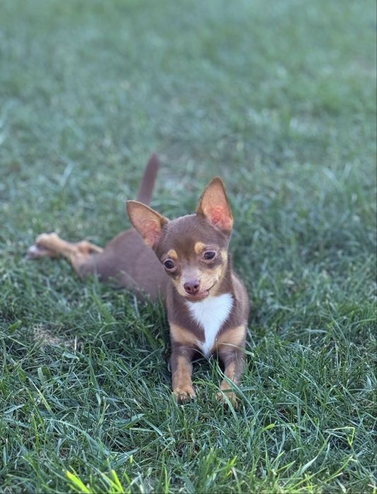 ***CLEO*** czekoladowa Chihuahua