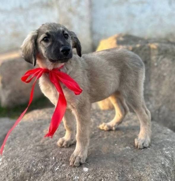 Отдам даром в добрые руки щенков метисы небольшой породы