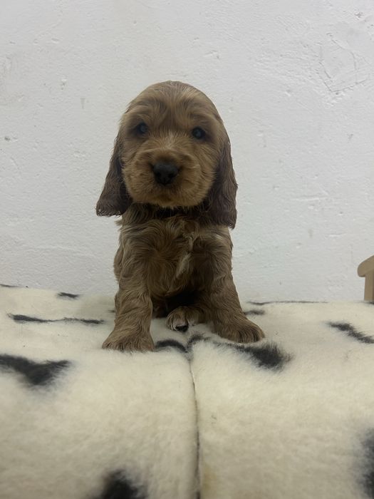 Cocker spaniel angielski