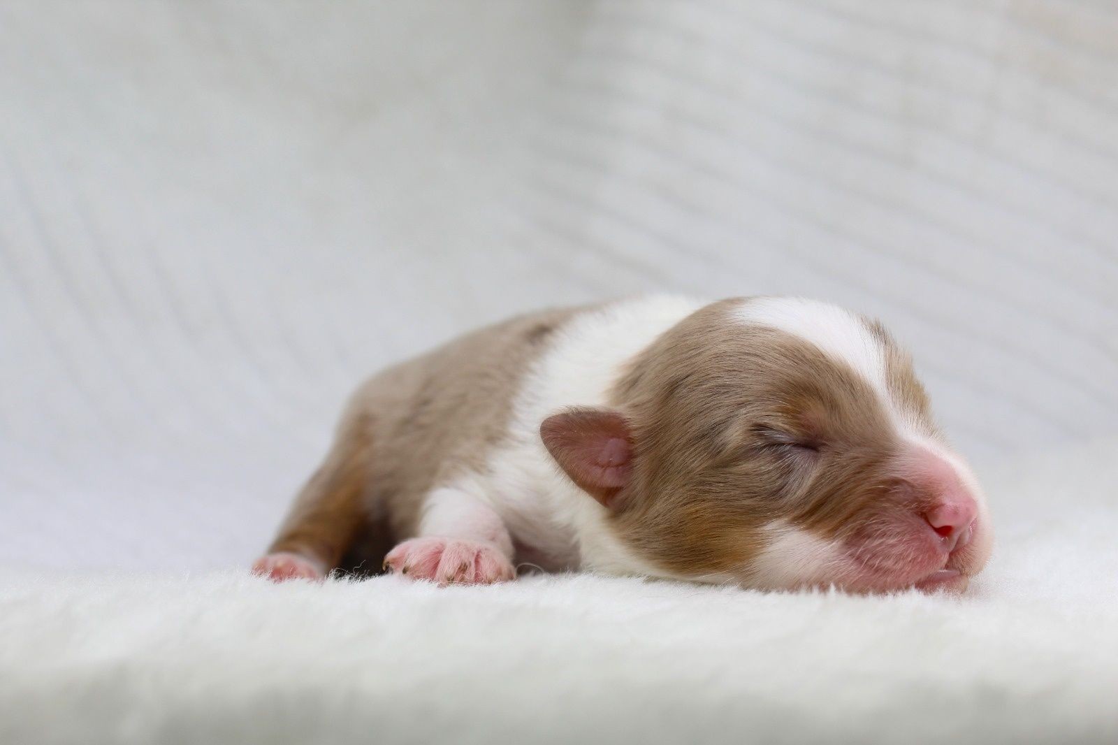 Miniaturowy Owczarek Amerykański MAS  Chłopiec Red merle