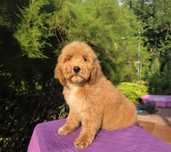 Goldendoodle sliczny Chlopak Prince do 15 kg
