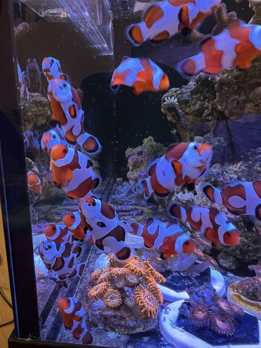 Рибка-клоун «Ocellaris» в морський акваріум