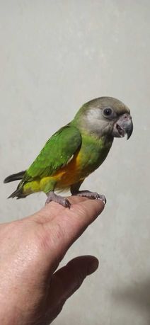 Пташенята сенегальського папуги вигодовувачі