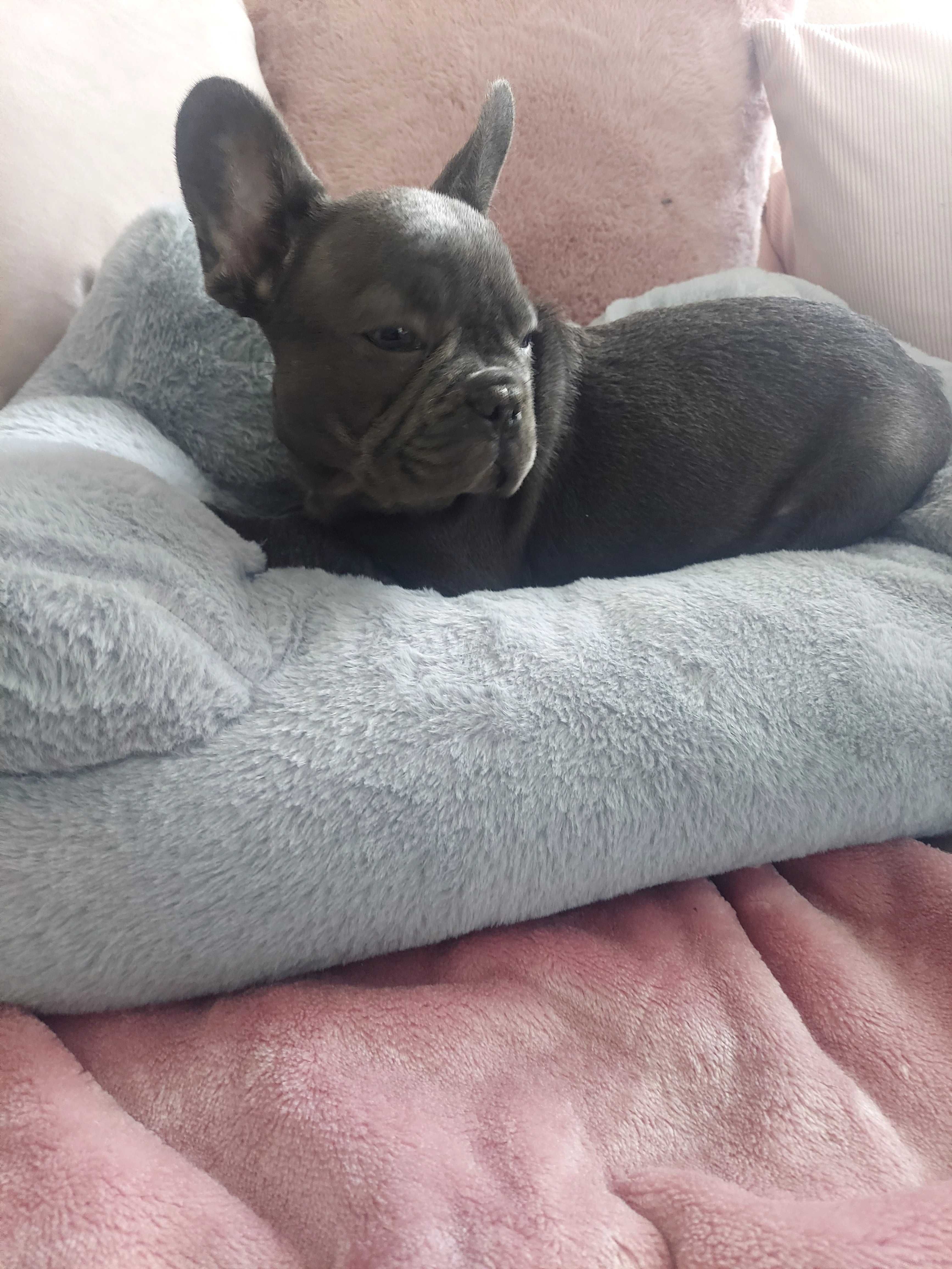 *Buldog francuski piesek blue blu niebieski już do odbioru.