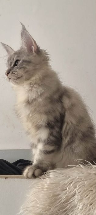Gatinha Maine Coon